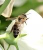 Apis mellifera